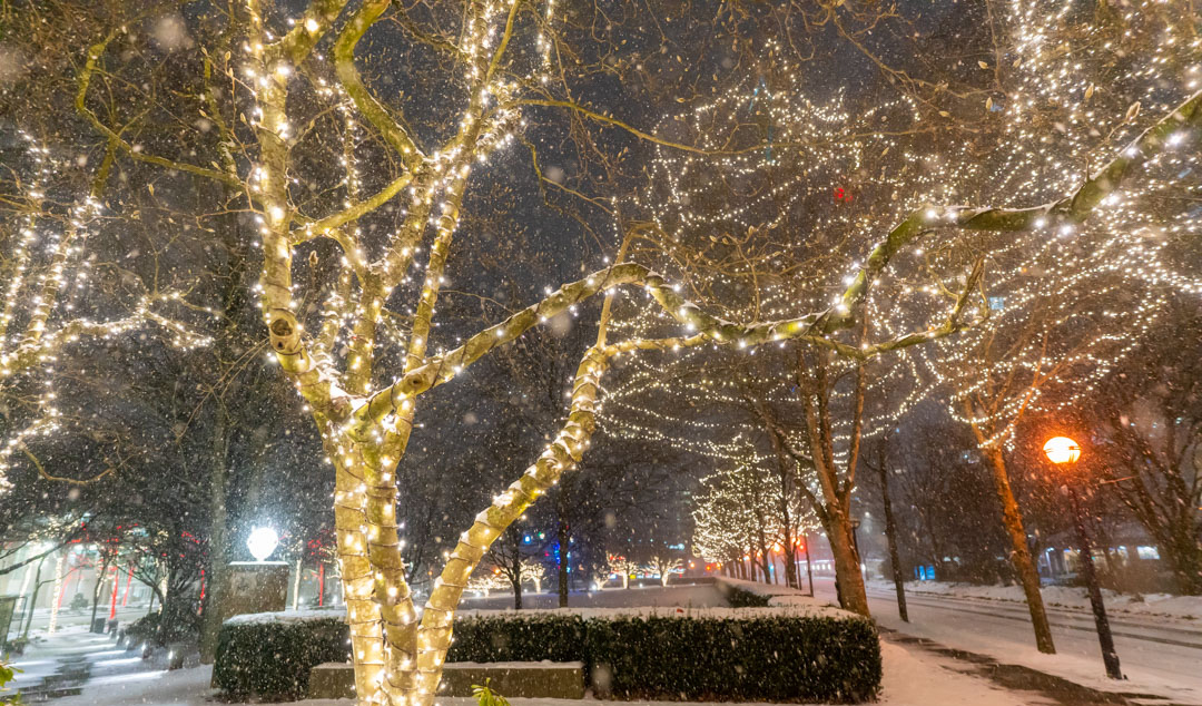 Snowy park trees wrapped in warm white mini lights