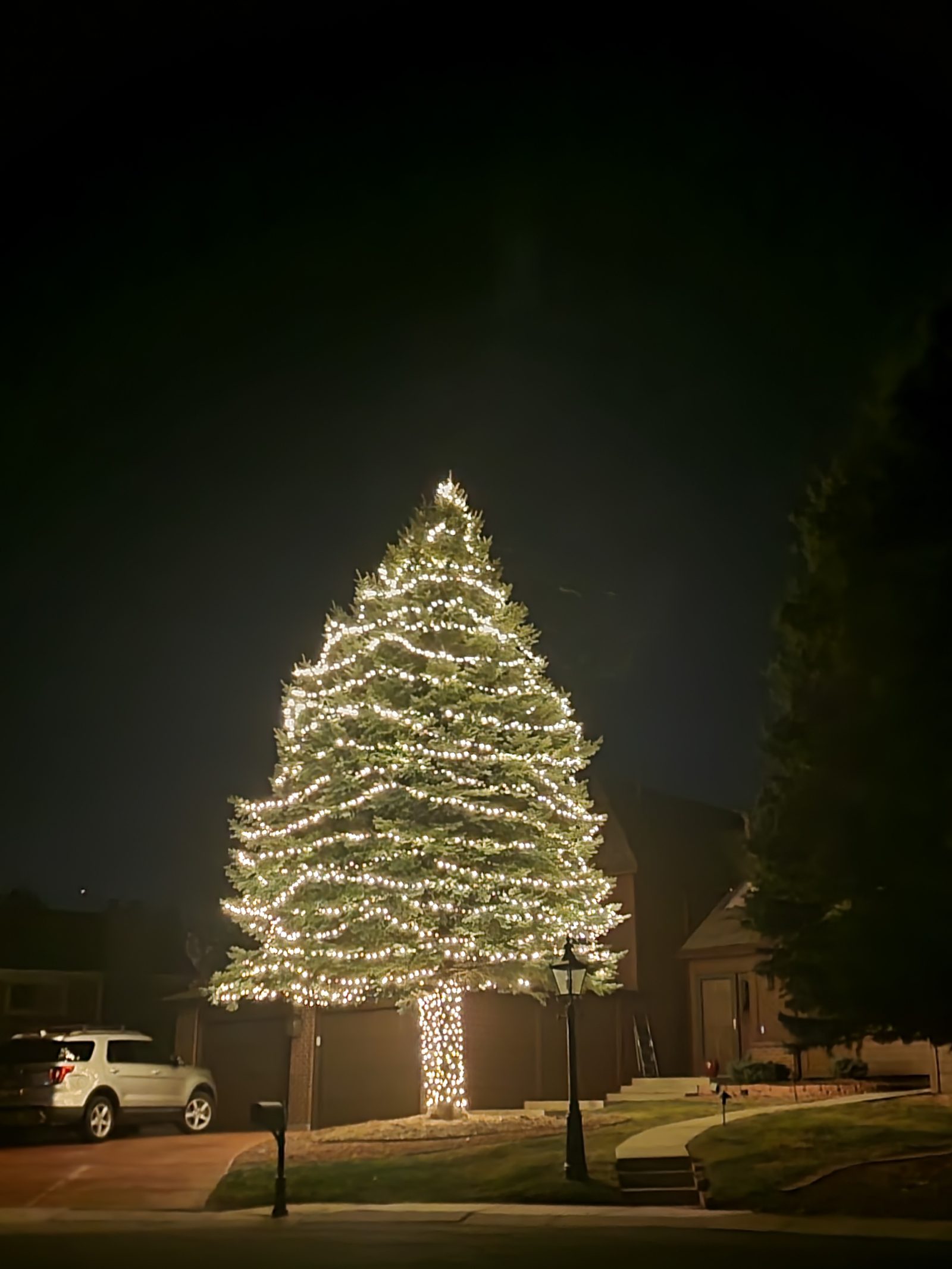 Tall evergreen wrapped in warm white lights beside a home